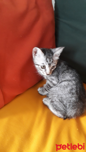 Norwegian Forest, Kedi  Isimsiz fotoğrafı