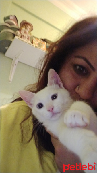 Van Kedisi, Kedi  Afet fotoğrafı