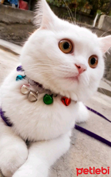 British Shorthair, Kedi  Prenses fotoğrafı