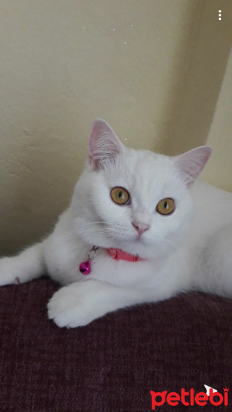British Shorthair, Kedi  Prenses fotoğrafı