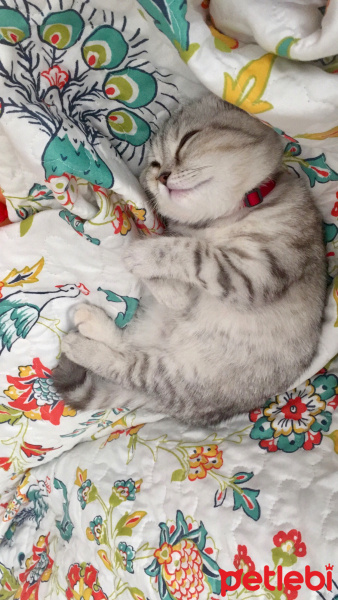 Scottish Fold, Kedi  Maya fotoğrafı