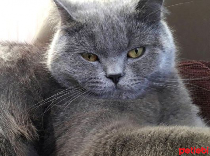 British Shorthair, Kedi  Duman fotoğrafı