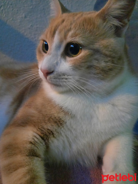 Sarman, Kedi  yumak fotoğrafı