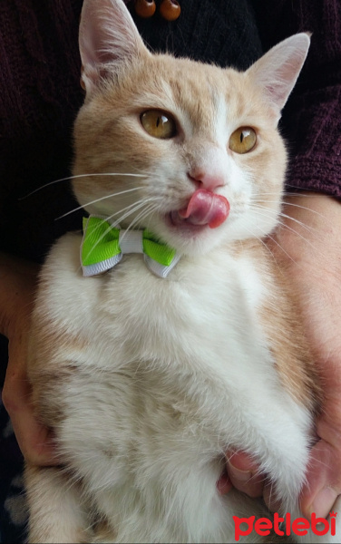 Sarman, Kedi  yumak fotoğrafı