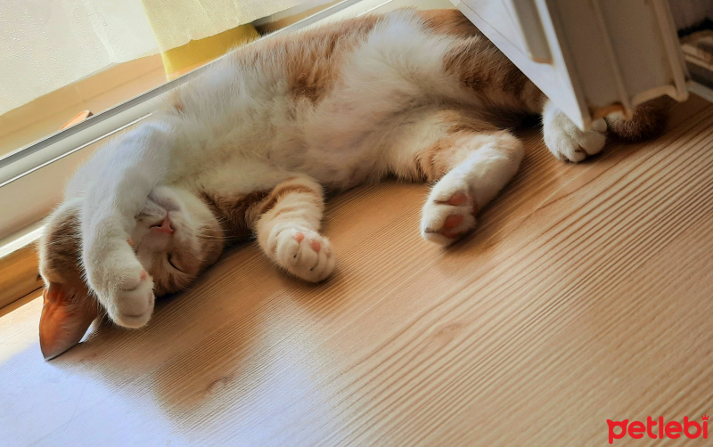 Sarman, Kedi  yumak fotoğrafı