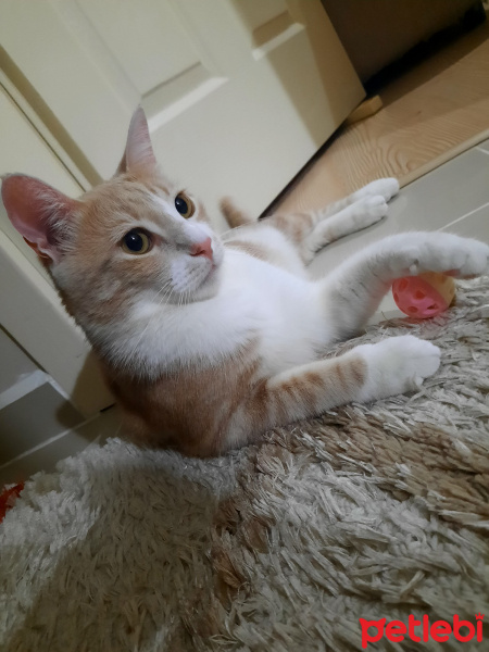 Sarman, Kedi  yumak fotoğrafı