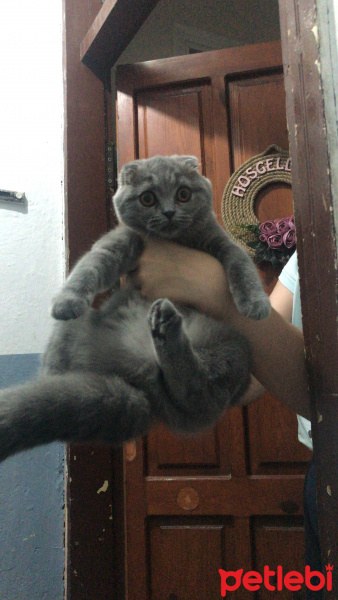 Scottish Fold, Kedi  Mira fotoğrafı