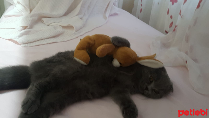 Scottish Fold, Kedi  Mira fotoğrafı