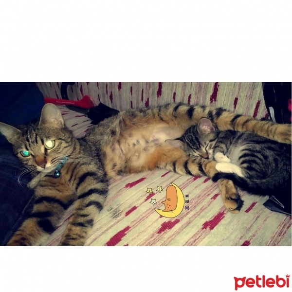 Tekir Kedi, Kedi  Arya fotoğrafı
