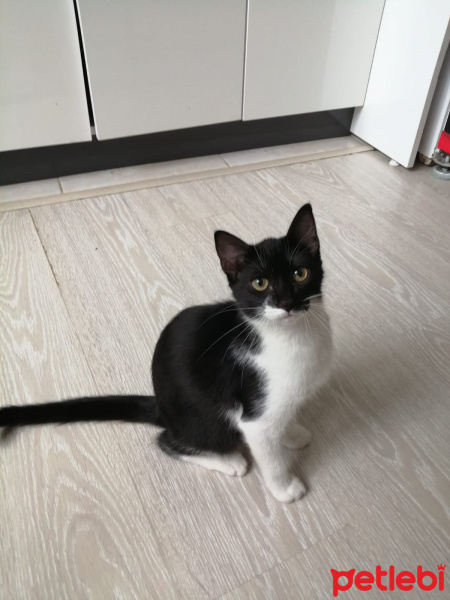 Tuxedo (Smokin) Kedi, Kedi  Dali fotoğrafı