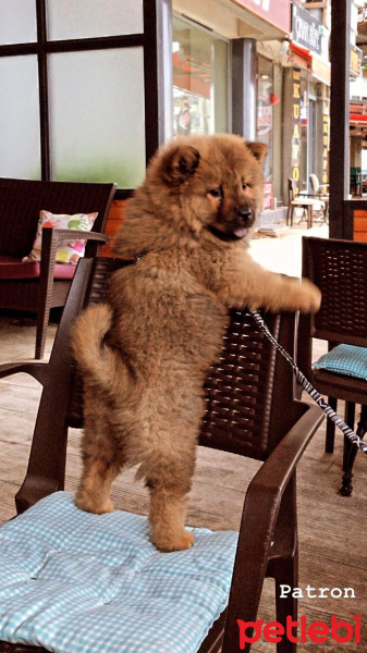 Chow Chow (çin Aslanı), Köpek  Mathilda fotoğrafı