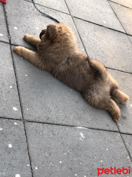 Chow Chow (çin Aslanı), Köpek  Mathilda fotoğrafı