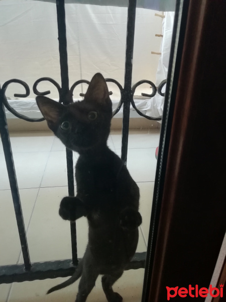 Tekir Kedi, Kedi  Zeytin fotoğrafı