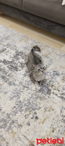 British Shorthair, Kedi  Duman fotoğrafı