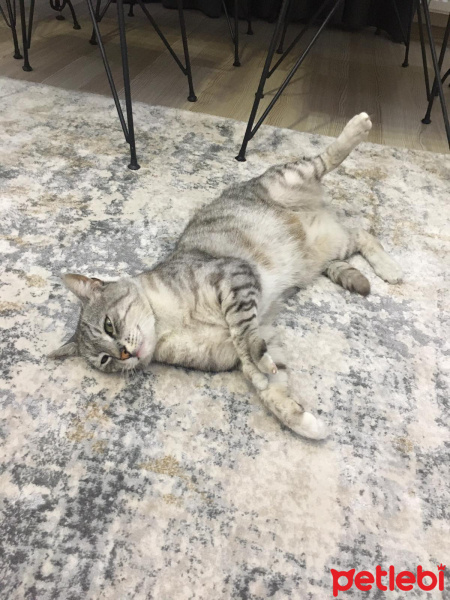 British Shorthair, Kedi  Duman fotoğrafı