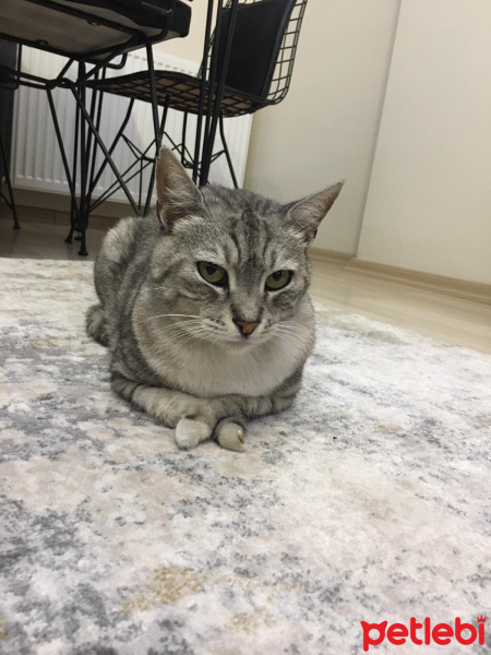 British Shorthair, Kedi  Duman fotoğrafı