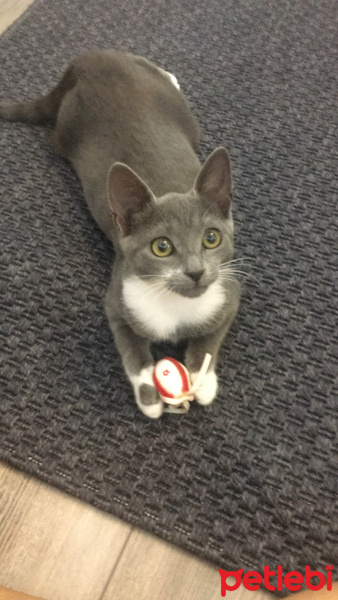 Tekir Kedi, Kedi  Zilli fotoğrafı