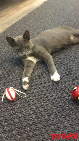 Tekir Kedi, Kedi  Zilli fotoğrafı