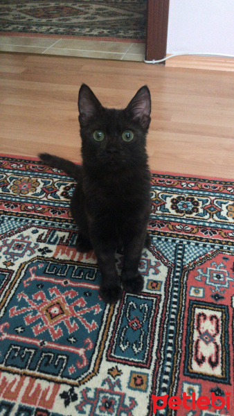 York Chocolate, Kedi  Oreo fotoğrafı