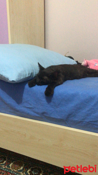 York Chocolate, Kedi  Oreo fotoğrafı