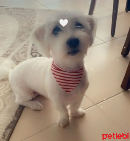 Maltese, Köpek  Jessie fotoğrafı