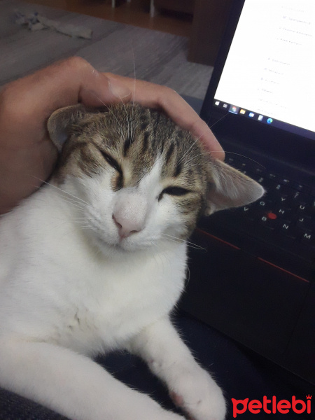 Tekir Kedi, Kedi  zilli fotoğrafı