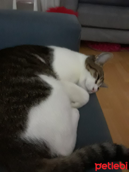 Tekir Kedi, Kedi  zilli fotoğrafı