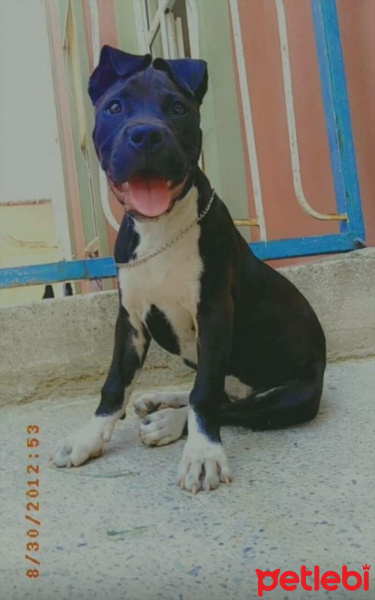 Amerikan Pitbull Terrier, Köpek  Zeyna fotoğrafı