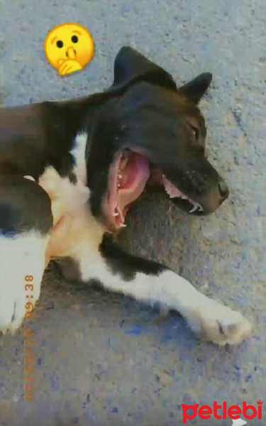 Amerikan Pitbull Terrier, Köpek  Zeyna fotoğrafı