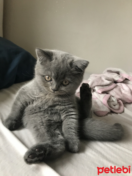 British Shorthair, Kedi  Belo fotoğrafı