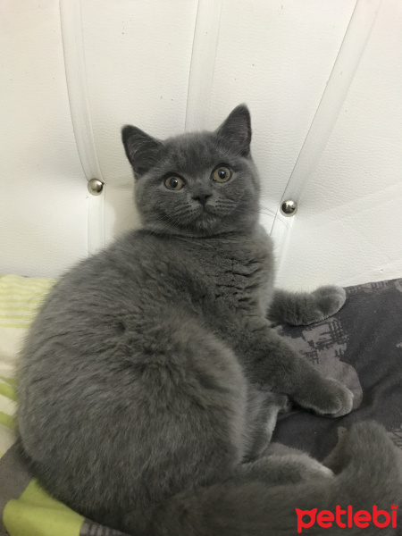 British Shorthair, Kedi  Belo fotoğrafı