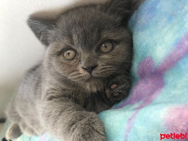 British Shorthair, Kedi  Belo fotoğrafı