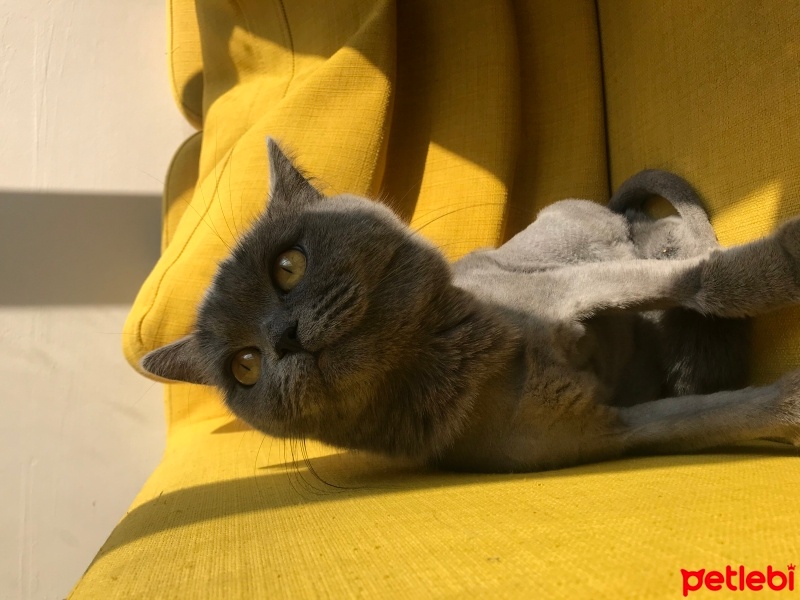 British Shorthair, Kedi  Belo fotoğrafı