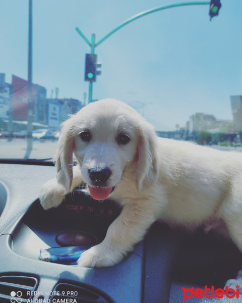 Golden Retriever, Köpek  Leon fotoğrafı