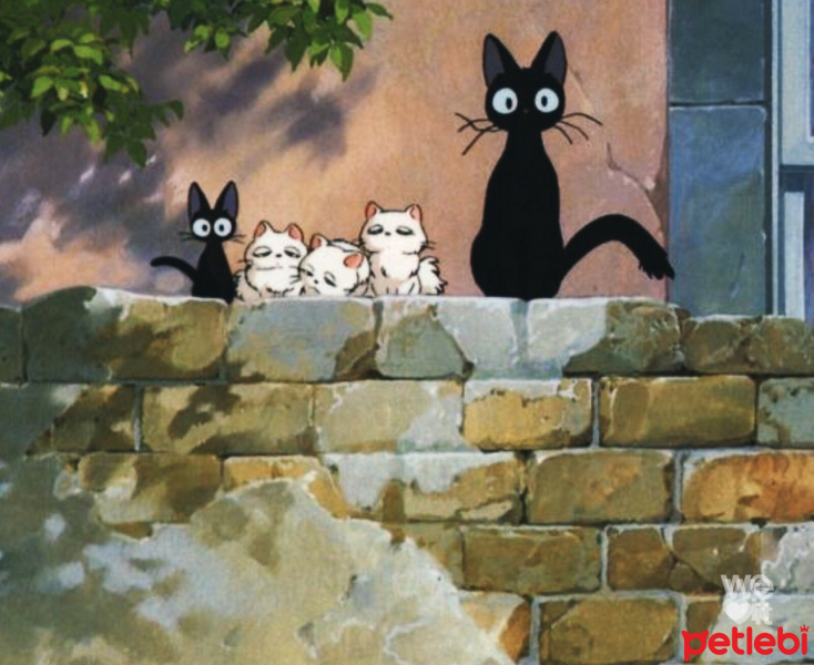 Tuxedo (Smokin) Kedi, Kedi  Therru fotoğrafı