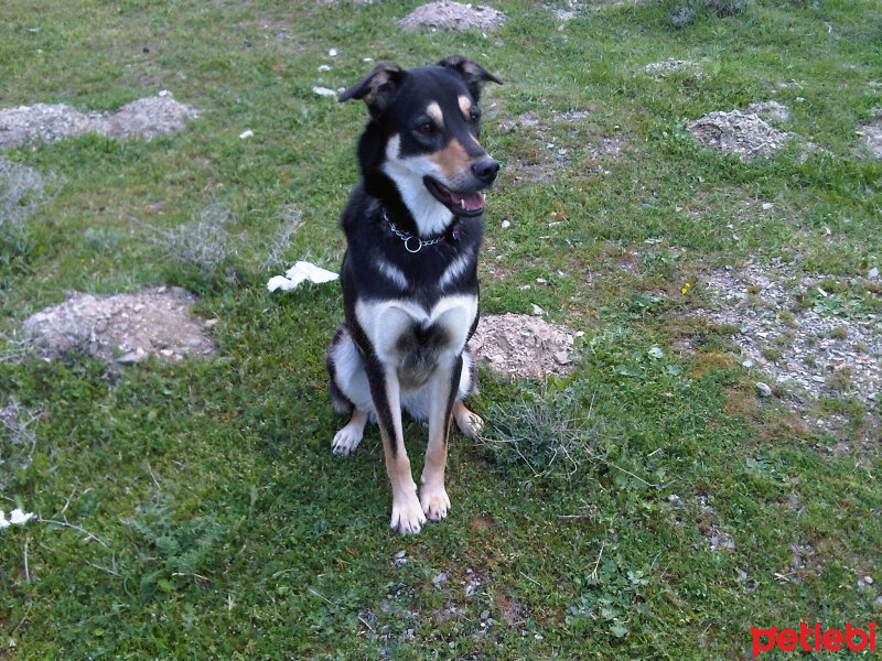 Sokö (Sokak Köpeği), Köpek  Dost fotoğrafı