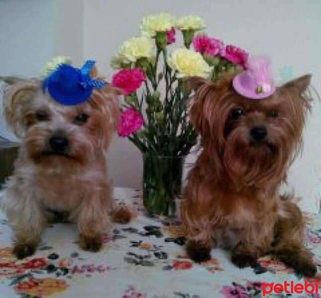 Yorkshire Terrier, Köpek  kuki tima fotoğrafı