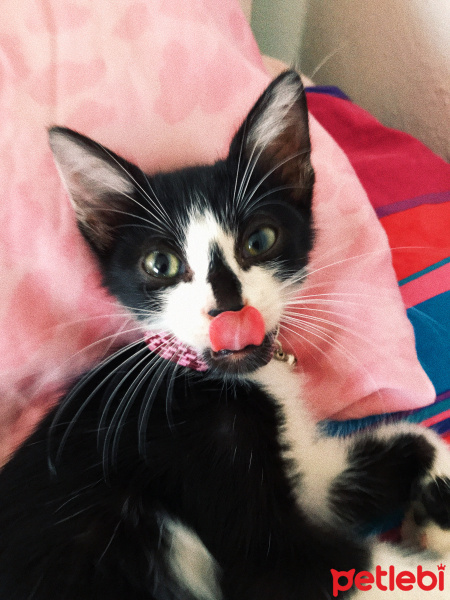 Tekir Kedi, Kedi  Lubi fotoğrafı