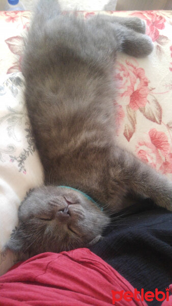 British Shorthair, Kedi  Rio fotoğrafı