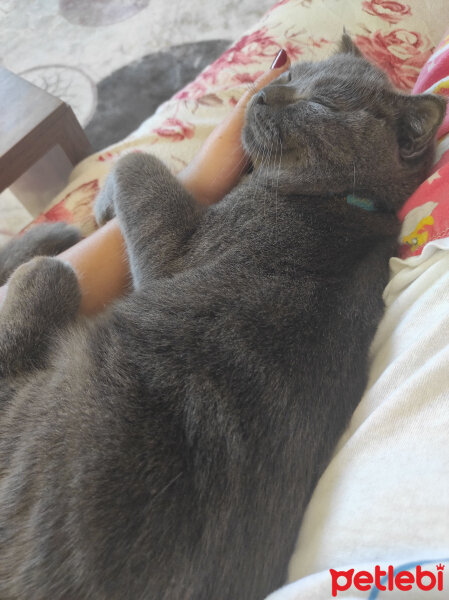 British Shorthair, Kedi  Rio fotoğrafı