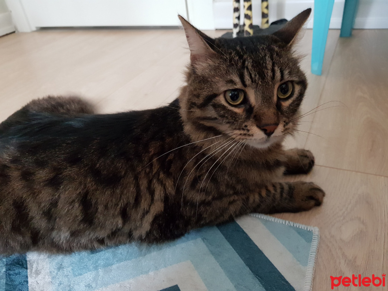 Tekir Kedi, Kedi  Çakır fotoğrafı