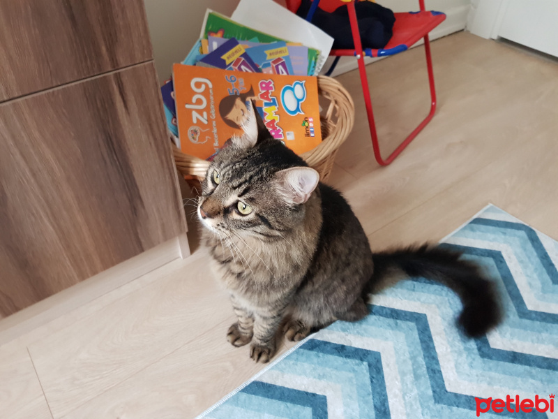 Tekir Kedi, Kedi  Çakır fotoğrafı