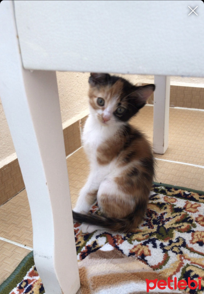 Tekir Kedi, Kedi  Pamuk fotoğrafı