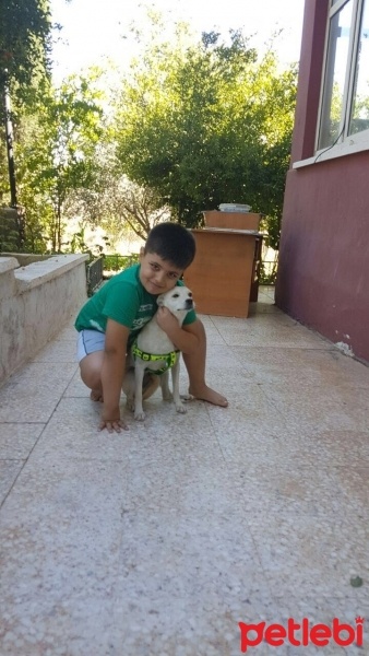 Afgan Tazısı, Köpek  Hiz fotoğrafı