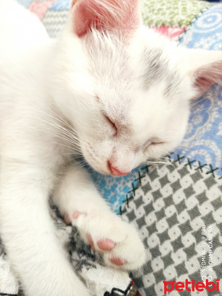 Tekir Kedi, Kedi  Felix fotoğrafı