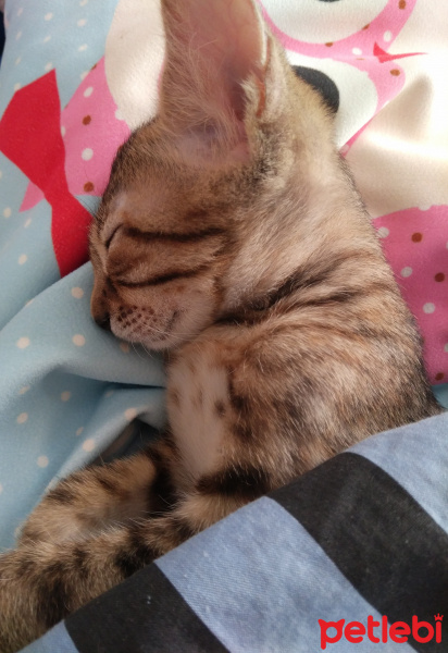 Tekir Kedi, Kedi  Lulu fotoğrafı