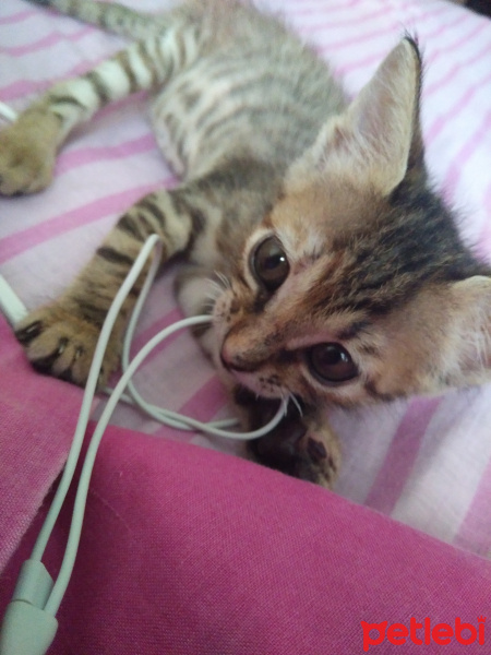 Tekir Kedi, Kedi  Lulu fotoğrafı