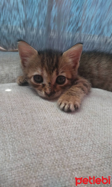 Tekir Kedi, Kedi  Lulu fotoğrafı
