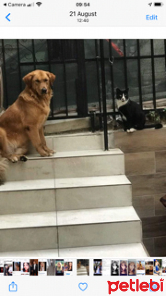 Golden Retriever, Köpek  Cey Cey fotoğrafı