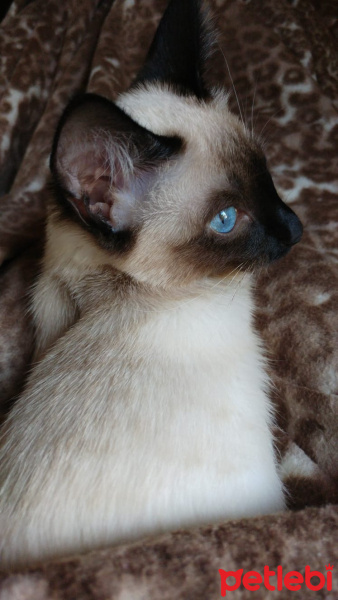 Siyam Kedisi, Kedi  BİHTER fotoğrafı